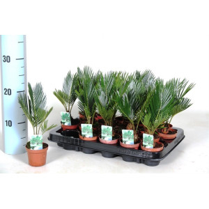 Цикас поникающий 20 см.